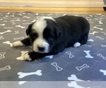 Puppy Girl 5 Australian Shepherd