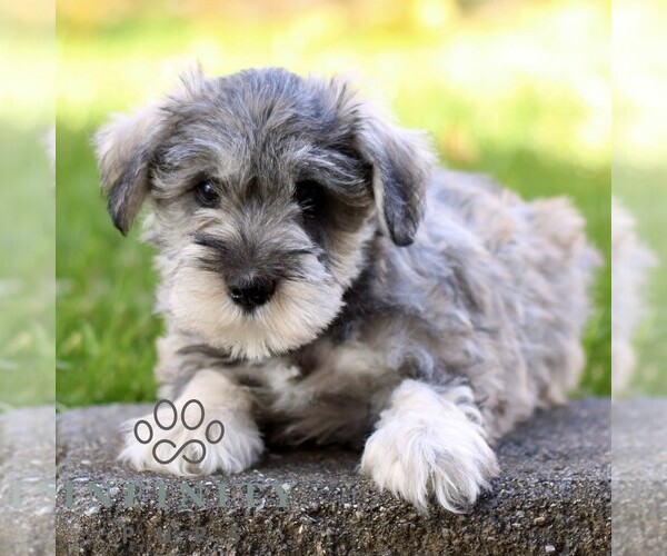 Medium Photo #4 Schnauzer (Miniature) Puppy For Sale in RONKS, PA, USA