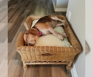 Asia - Female Beagle Dog for Adoption - Photo #17