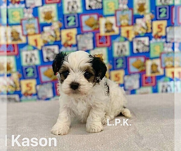 Medium Photo #2 YorkiePoo Puppy For Sale in WINNSBORO, LA, USA