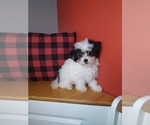 Small Photo #6 Poodle (Miniature)-ShihPoo Mix Puppy For Sale in INDIANAPOLIS, IN, USA
