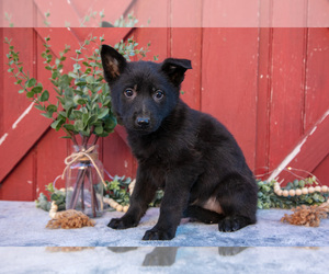 Medium German Shepherd Dog
