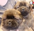 Small Photo #7 Chow Chow Puppy For Sale in DECATUR, IL, USA