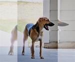 Small #2 German Shepherd Dog Mix