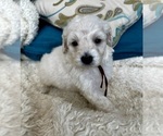 Small #2 Goldendoodle