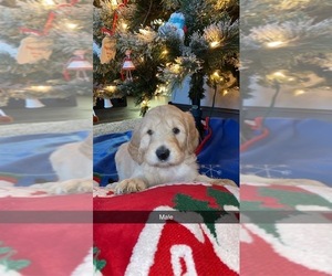Labradoodle-Poodle (Standard) Mix Puppy for sale in CANTON, SD, USA