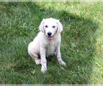 Small #3 Golden Retriever