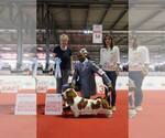 Small #19 Basset Hound