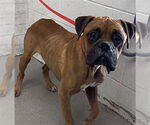 Small Boxer