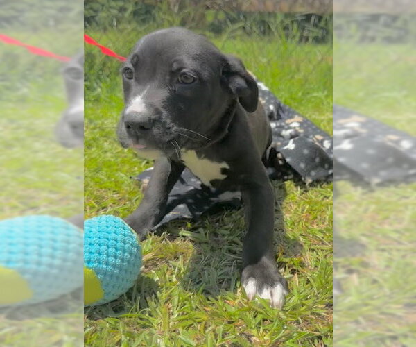 Medium Photo #3 Labrador Retriever-Unknown Mix Puppy For Sale in Tarrytown, GA, USA