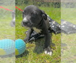 Small #2 Labrador Retriever Mix