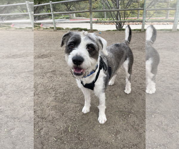 Medium Photo #3 Mutt Puppy For Sale in Mission Viejo, CA, USA