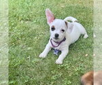 Small #6 Mutt