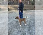 Small #1 Mutt