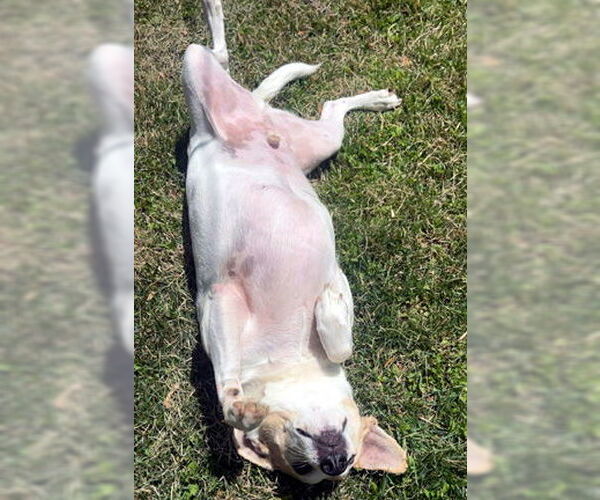 Medium Photo #4 Chiweenie Puppy For Sale in Deepwater, NJ, USA