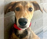 Small Labrador Retriever Mix