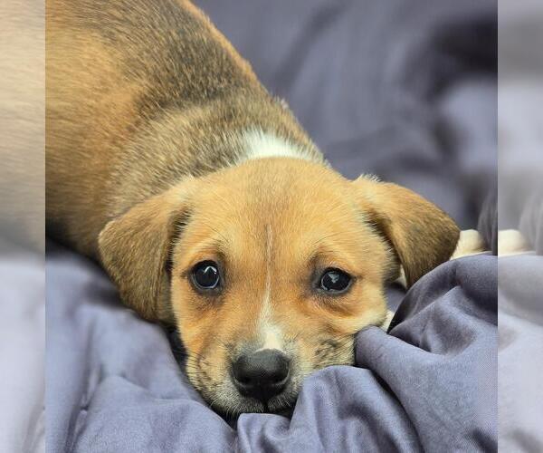 Medium Photo #1 Labrador Retriever-Unknown Mix Puppy For Sale in San Diego, CA, USA