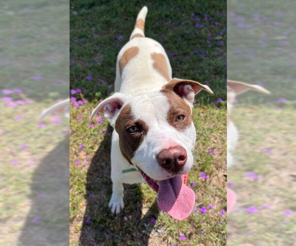 Medium Photo #2 Mutt Puppy For Sale in Augusta, GA, USA