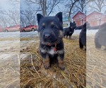 Small Photo #23 German Shepherd Dog Puppy For Sale in COWGILL, MO, USA