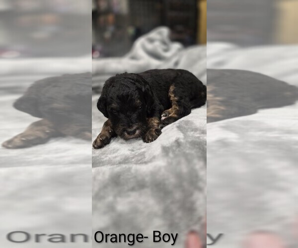 Medium Photo #11 Aussiedoodle Puppy For Sale in BOONEVILLE, AR, USA