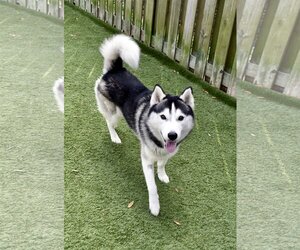 King - Male Siberian Husky Dog for Adoption - Photo #6