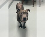 GEMMA - Female Mutt Dog for Adoption - Small photo