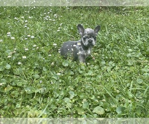 French Bulldog Puppy for sale in JACKSONVILLE, FL, USA