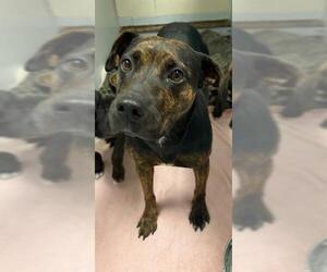 Mutt Dogs for adoption in Conroe, TX, USA