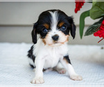 Puppy Minnie Cavalier King Charles Spaniel