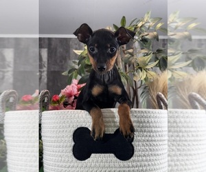 Miniature Pinscher Puppy for Sale in CANOGA, New York USA