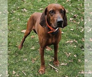 Father of the Redbone Coonhound puppies born on 06/17/2025