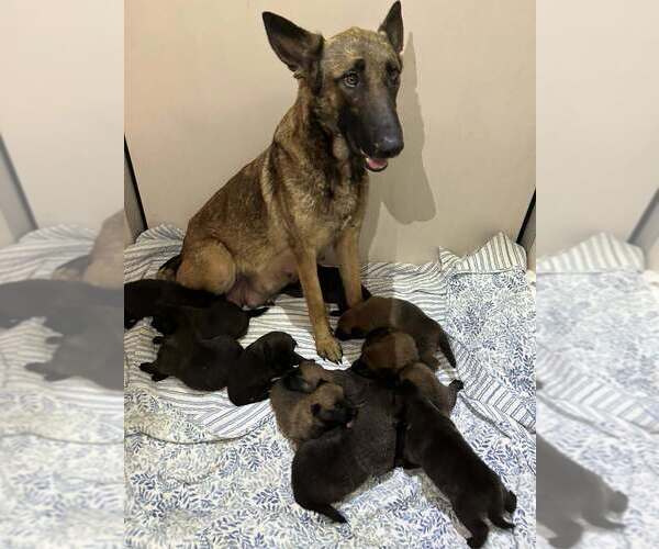 Medium Photo #2 Mutt Puppy For Sale in Imlay City, MI, USA