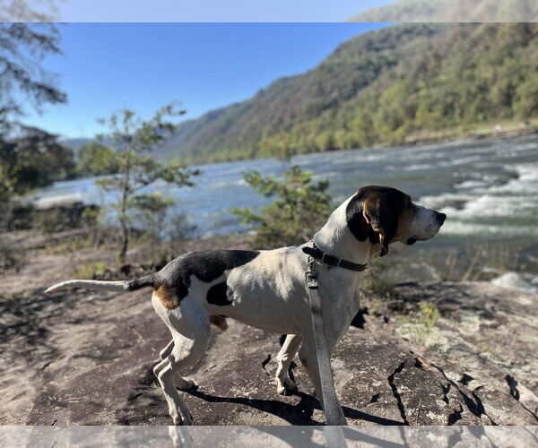 Medium Photo #2 Treeing Walker Coonhound-Unknown Mix Puppy For Sale in Hinton, WV, USA