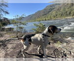 Small #1 Treeing Walker Coonhound Mix