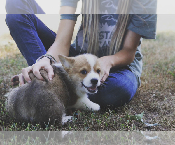 Medium Photo #8 Pembroke Welsh Corgi Puppy For Sale in FAIR GROVE, MO, USA