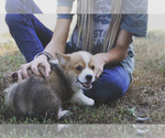 Small #7 Pembroke Welsh Corgi