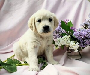 English Cream Golden Retriever Puppy for sale in EVERETT, WA, USA