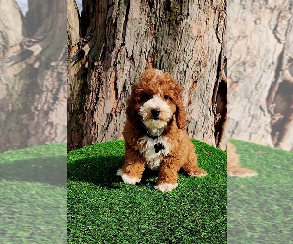Medium Photo #2 Cavapoo (Miniature) Puppy For Sale in INDIANAPOLIS, IN, USA