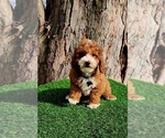 Small #1 Cavapoo (Miniature)
