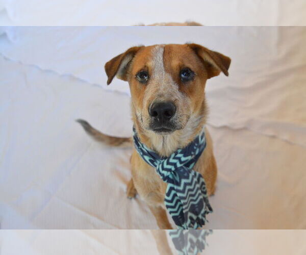 Medium Photo #3 Red Heeler-Unknown Mix Puppy For Sale in McKinney, TX, USA