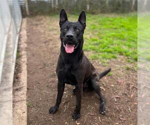 German Shepherd Dog-Unknown Mix Dogs for adoption in Modesto, CA, USA