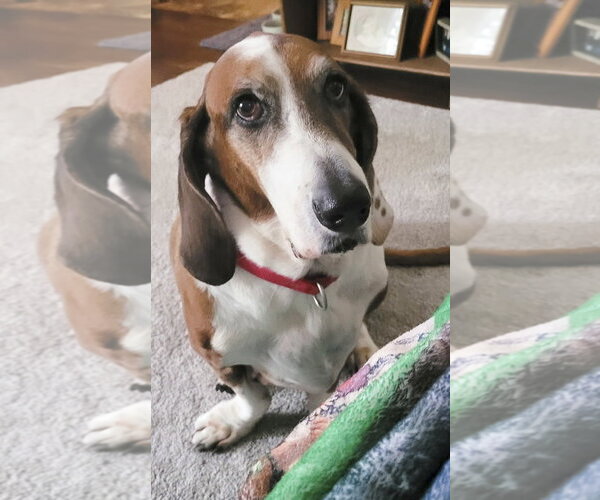 Medium Photo #1 Basset Hound Puppy For Sale in Deepwater, NJ, USA
