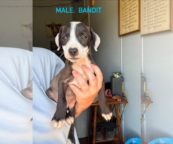 Medium Photo #5 Mutt Puppy For Sale in Stephens City, VA, USA
