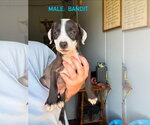 Small #4 Mutt