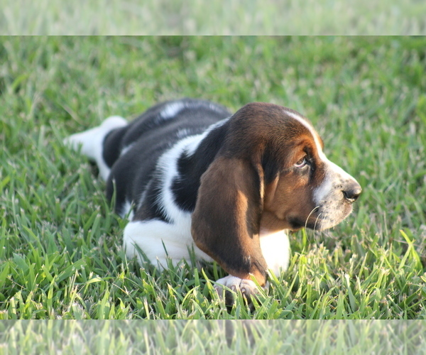 Medium Photo #11 Basset Hound Puppy For Sale in MEMPHIS, MO, USA