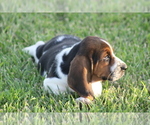 Small Photo #11 Basset Hound Puppy For Sale in MEMPHIS, MO, USA