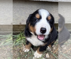 Bernese Mountain Dog Puppy for sale in SECOR, IL, USA