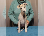 Puppy Puppy 1 Whippet
