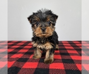Yorkshire Terrier Puppy for sale in FRANKLIN, IN, USA
