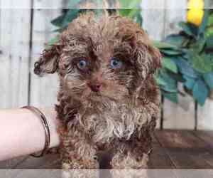 Poodle (Toy) Puppy for sale in MOUNT VERNON, OH, USA